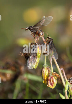Yellow Meadow Ant - Lasius flavus Queens taking flight Stock Photo