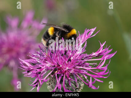 Cuckoo Bumblebee - Bombus sylvestris Stock Photo