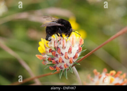 Large Garden Bumblebee - Bombus ruderatus - Black form. Stock Photo