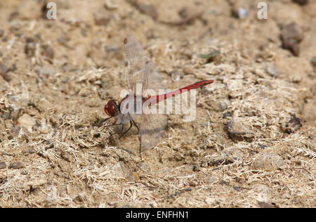 Red-veined Darter - Sympetrum fonscolombii Stock Photo