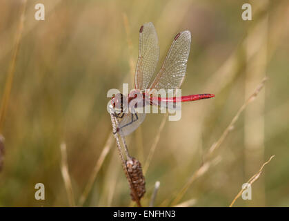 Red-veined Darter - Sympetrum fonscolombii Stock Photo