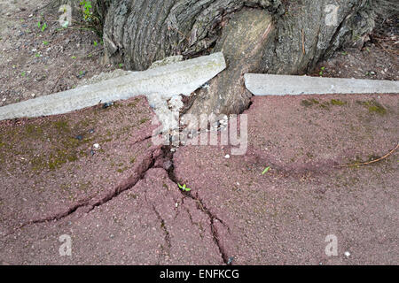 Damage caused by tree roots to pavement in urban environment Stock ...