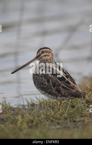 Common snipe, Gallinago gallinago, single bird by water, Warwickshire, March 2015 Stock Photo