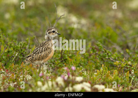 Young Eurasian Dotterel (Charadrius morinellus) in the fell, Norway Stock Photo