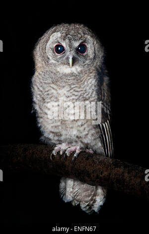 Young Tawny Owl (Strix aluco) perched on tree branch, captive Stock Photo
