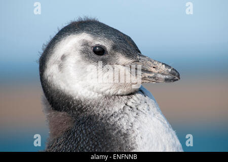 Young Magellanic penguin (Spheniscus magellanicus), Peninsula Valdes, Argentina Stock Photo