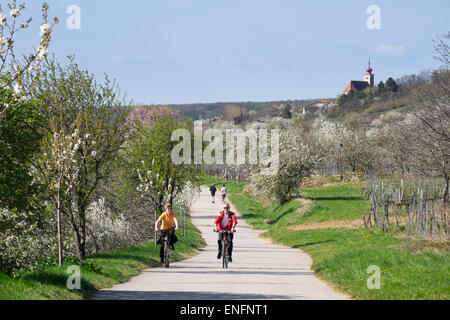 Cherry blossom, cherry trees in bloom, cherry tree cycle path, Donnerskirchen, Northern Burgenland, Burgenland, Austria Stock Photo