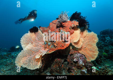 Diver looking at coral reef with various corals, sponges and crinoids, Bali Stock Photo