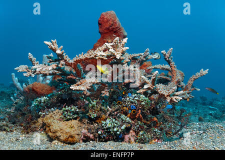 Small coral reef with various corals, sea squirts, sponges and fish, Bali Stock Photo