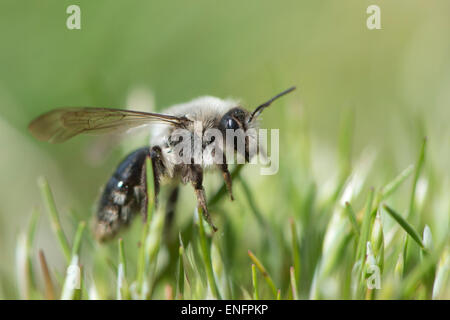 Ashy mining bee (Andrena cineraria), Emsland, Lower Saxony, Germany Stock Photo