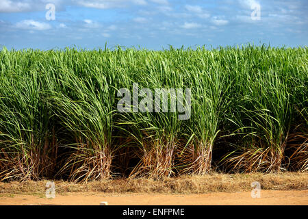 Irrigated sugar cane plantation, near Juazeiro, Bahia, Brazil Stock Photo