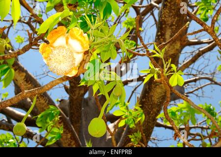 Baobab tree (Adansonia digitata) with blossom, Mayotte Stock Photo