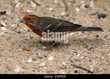 Male North American House finch (carpodacus mexicanus, Haemorhous mexicanus) foraging on the ground Stock Photo