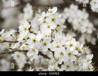 Flowers of Blackthorn or Sloe (Prunus spinosa), Burgenland, Austria Stock Photo