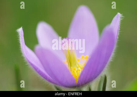 Greater Pasque Flower (Pulsatilla grandis, Pulsatilla vulgaris subsp. Grandis), northern Burgenland, Burgenland, Austria Stock Photo