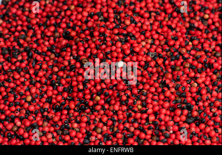 Jequirity peas (Abrus precatorius), highly toxic, Kochi, Cochin, Kerala, India Stock Photo