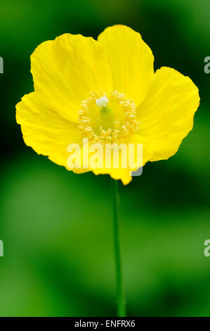 Yellow Iceland Poppy (Papaver nudicaule), North Rhine-Westphalia, Germany Stock Photo