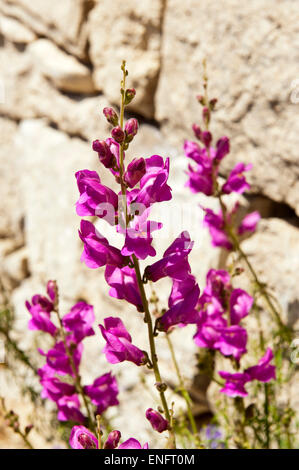 Snapdragon (Antirrhinum sp.) against stone wall, pink flowers, Malta Stock Photo
