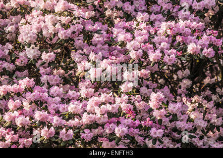 Rhododendron oreodoxa var. fargesii at the Bowood Estate in Wiltshire. Stock Photo