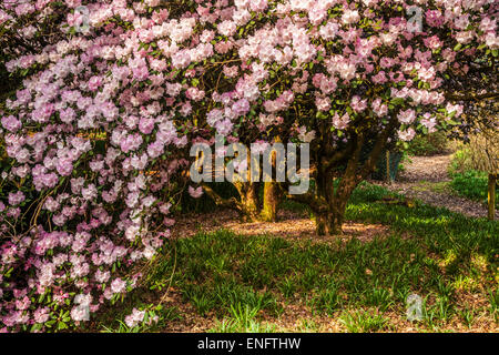 Rhododendron oreodoxa var. fargesii at the Bowood Estate in Wiltshire. Stock Photo