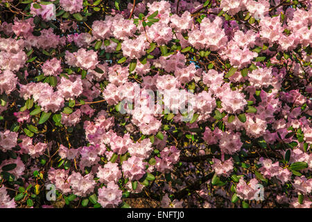 Rhododendron oreodoxa var. fargesii at the Bowood Estate in Wiltshire. Stock Photo