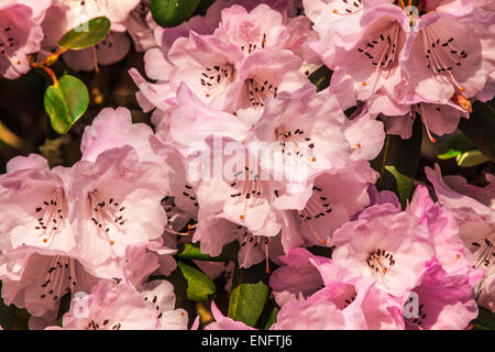 Rhododendron oreodoxa var. fargesii at the Bowood Estate in Wiltshire. Stock Photo