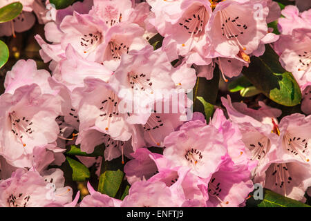 Rhododendron oreodoxa var. fargesii at the Bowood Estate in Wiltshire. Stock Photo