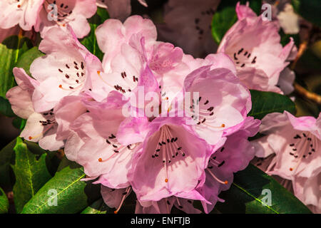 Rhododendron oreodoxa var. fargesii at the Bowood Estate in Wiltshire. Stock Photo