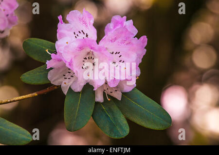 Rhododendron oreodoxa var. fargesii at the Bowood Estate in Wiltshire. Stock Photo