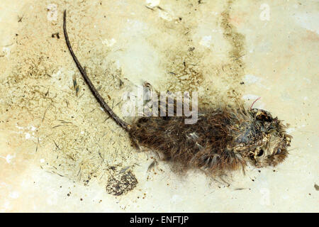 Dead rat on the concrete floor (rot rat) Stock Photo