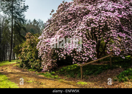 Rhododendron oreodoxa var. fargesii at the Bowood Estate in Wiltshire. Stock Photo