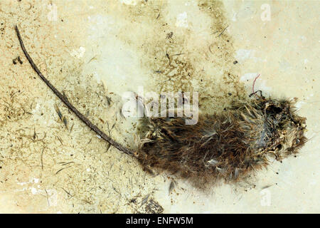 Dead rat on the concrete floor (rot rat) Stock Photo