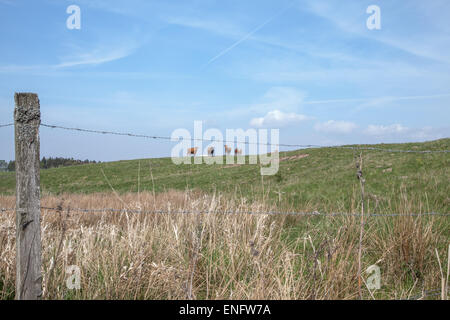 Caws on a hill far away and a fence in the foreground Stock Photo