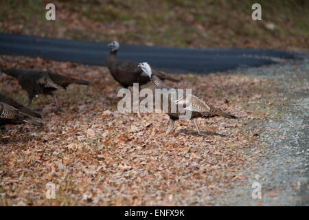 Wild Turkey passing through housing community in the forest PA, USA Stock Photo