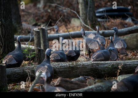 Wild Turkey passing through housing community in the forest PA, USA Stock Photo