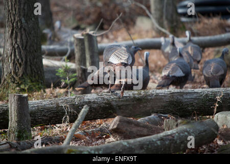 Wild Turkey passing through housing community in the forest PA, USA Stock Photo