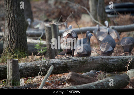 Wild Turkey passing through housing community in the forest PA, USA Stock Photo