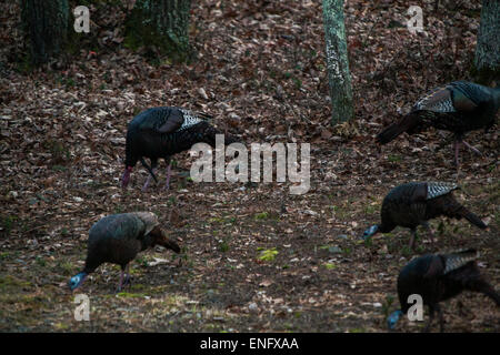 Wild Turkey passing through housing community in the forest PA, USA Stock Photo