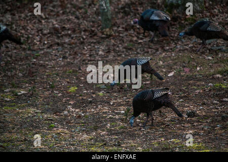 Wild Turkey passing through housing community in the forest PA, USA Stock Photo