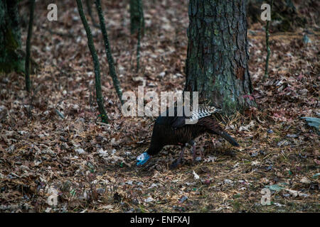 Wild Turkey passing through housing community in the forest PA, USA Stock Photo