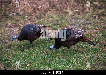 Wild Turkey passing through housing community in the forest PA, USA Stock Photo