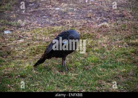 Wild Turkey passing through housing community in the forest PA, USA Stock Photo