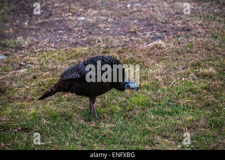 Wild Turkey passing through housing community in the forest PA, USA Stock Photo