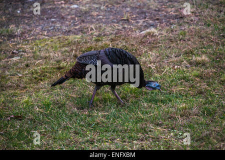 Wild Turkey passing through housing community in the forest PA, USA Stock Photo