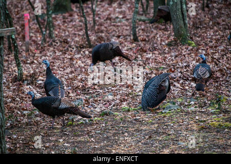 Wild Turkey passing through housing community in the forest PA, USA Stock Photo