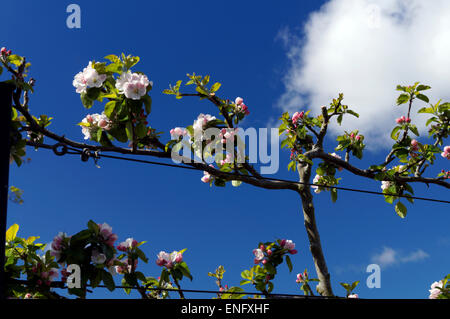 Apple trees in bloom, Physic Garden, Cowbridge, Vale of Glamorgan, South Wales, UK. Stock Photo