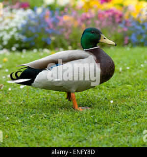 mallard duck Stock Photo