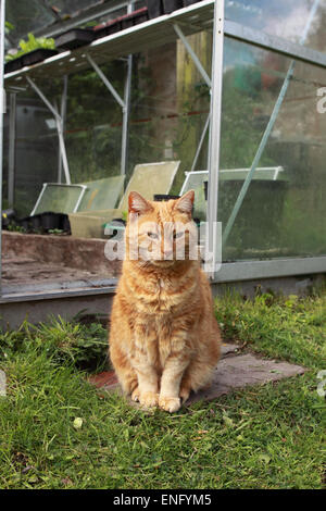 Garden cat ginger female mature cat sitting outside a greenhouse Stock Photo