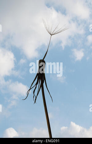 single last lonely seed head on old dandelion flower waiting to be blown off and its all over no more Stock Photo