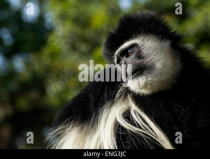 Mantled Colobus (Colobus Guereza), Laikipia County, Mount Kenya, Kenya Stock Photo